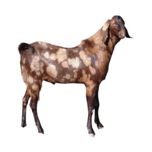 Sirohi goat