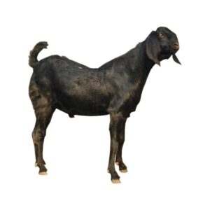 black bangal goat