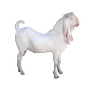 jamunapari goat